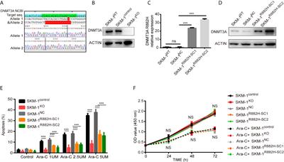 Study on the Immune Escape Mechanism of Acute Myeloid Leukemia With DNMT3A Mutation